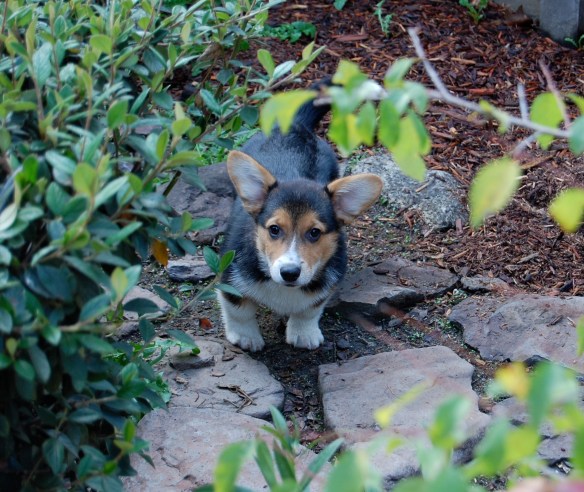 Baby Banjo, Ben Lomond.