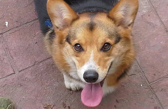  All grown up and ready for doggy rugby!