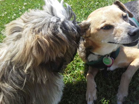 Guapito tolerating an extended kiss from a puppy in Scotts Valley