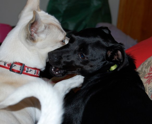 Martina playing with Tugboat, an overnight guest from the shelter. He was adopted a few weeks later.